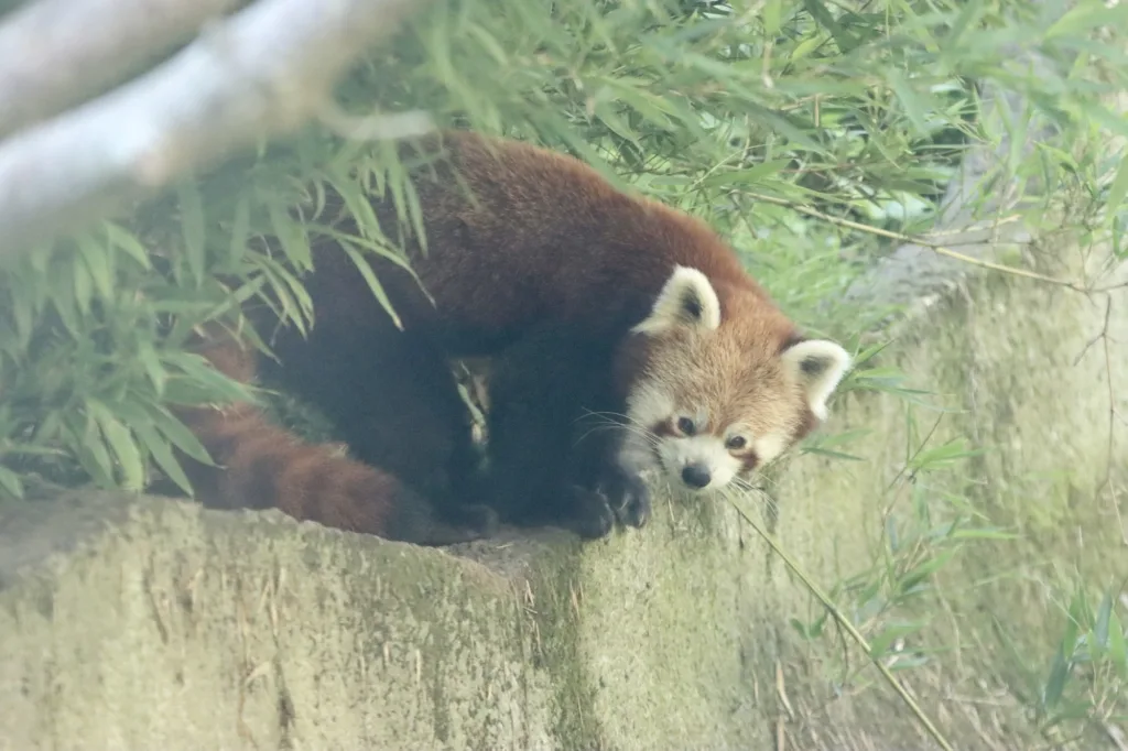 A red panda at Chester Zoo