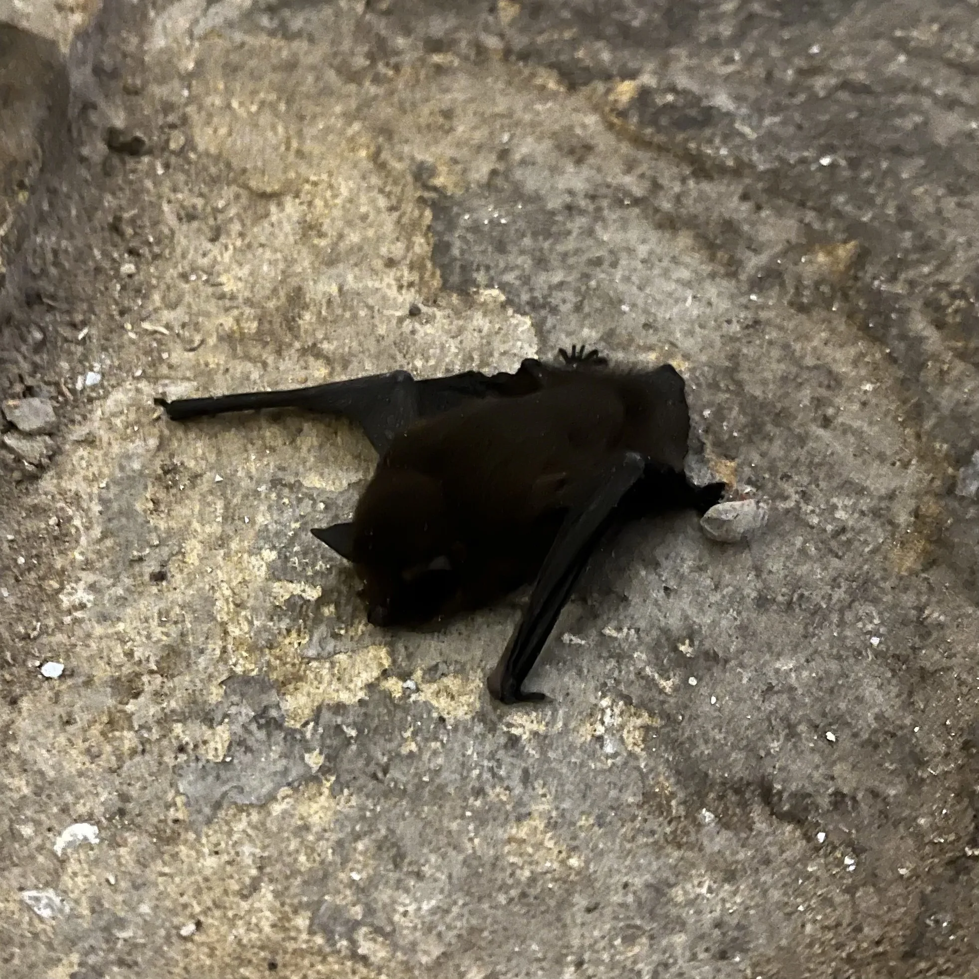 A photo of the common pipistrelle bat that we found on the floor of our cellar