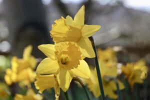 A photo of some spring daffodils at East Riddlesden Hall near Keighley.