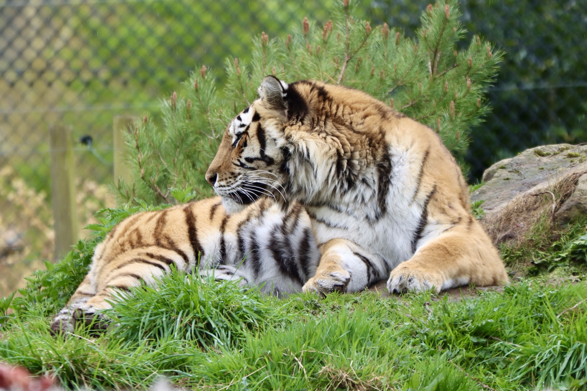 A photo of a tiger at Knowsley Safari Park