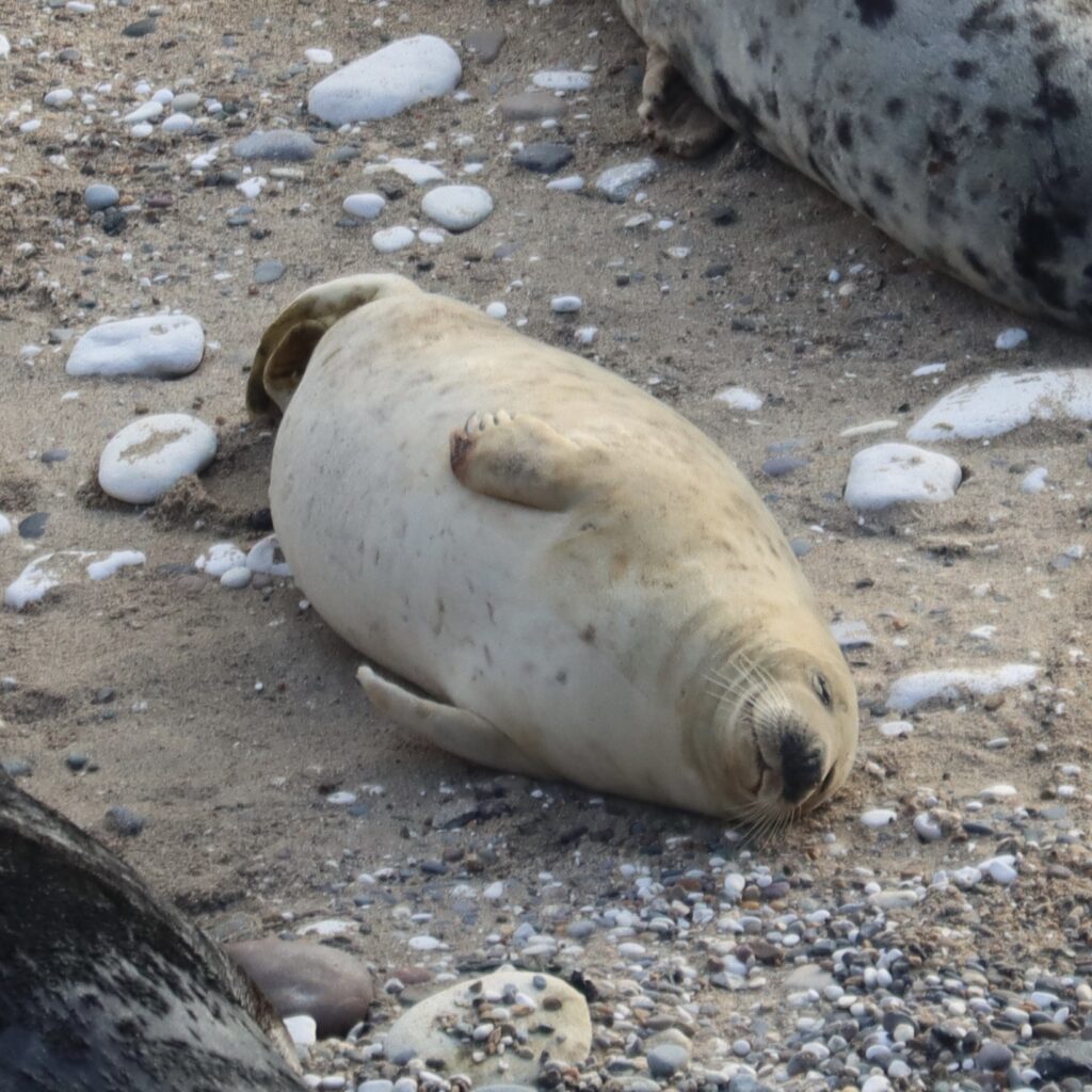 A young seal sleeping on the beach at Flamborough Head