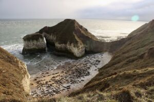 A photo of Flamborough Head, showing a cove with a beach that is full of resting seals