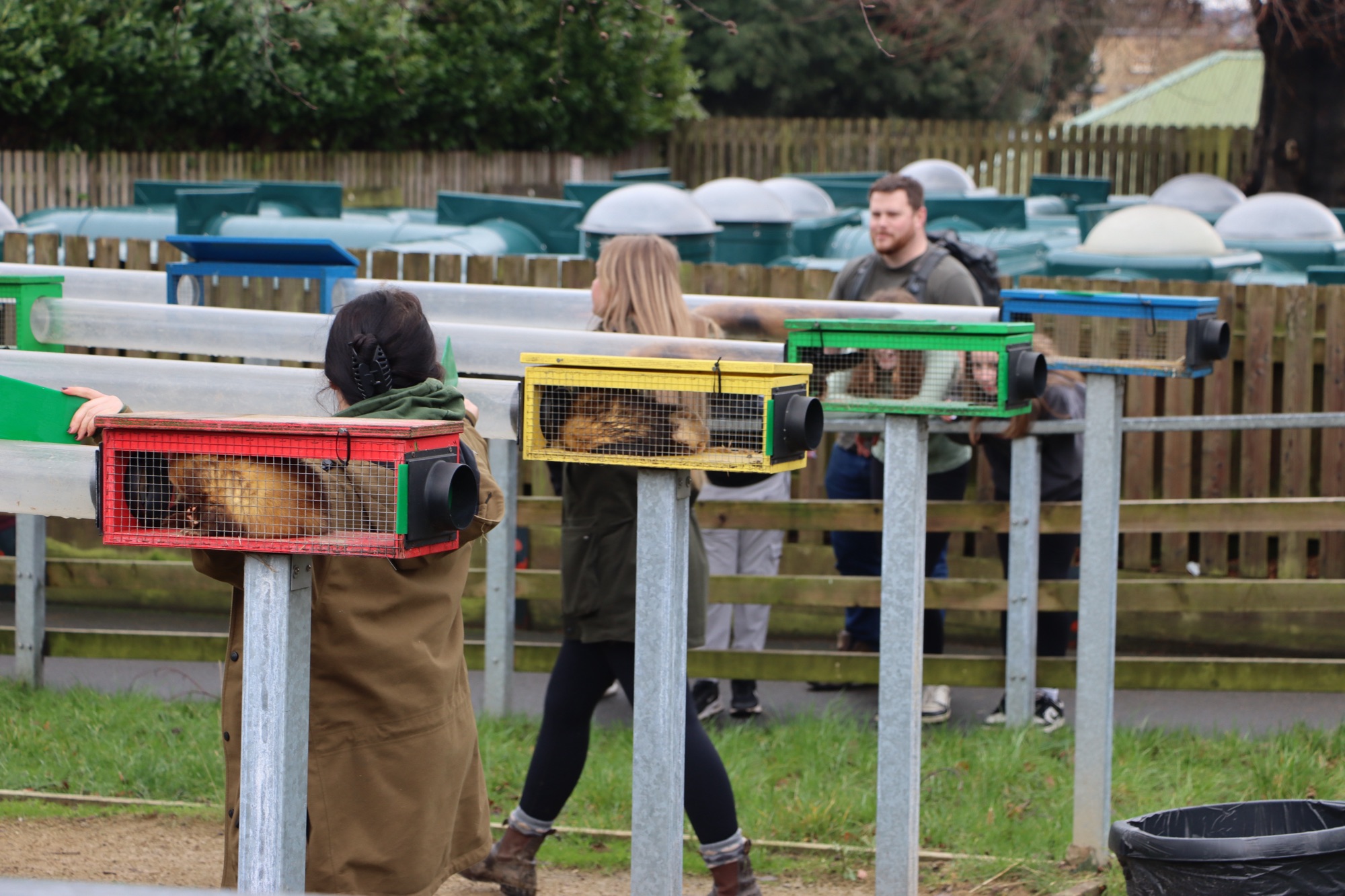 A photo of the start of a ferret race at Cannon Hall Farm