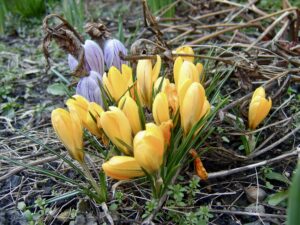 A photo of some crocuses, taken in March 2006