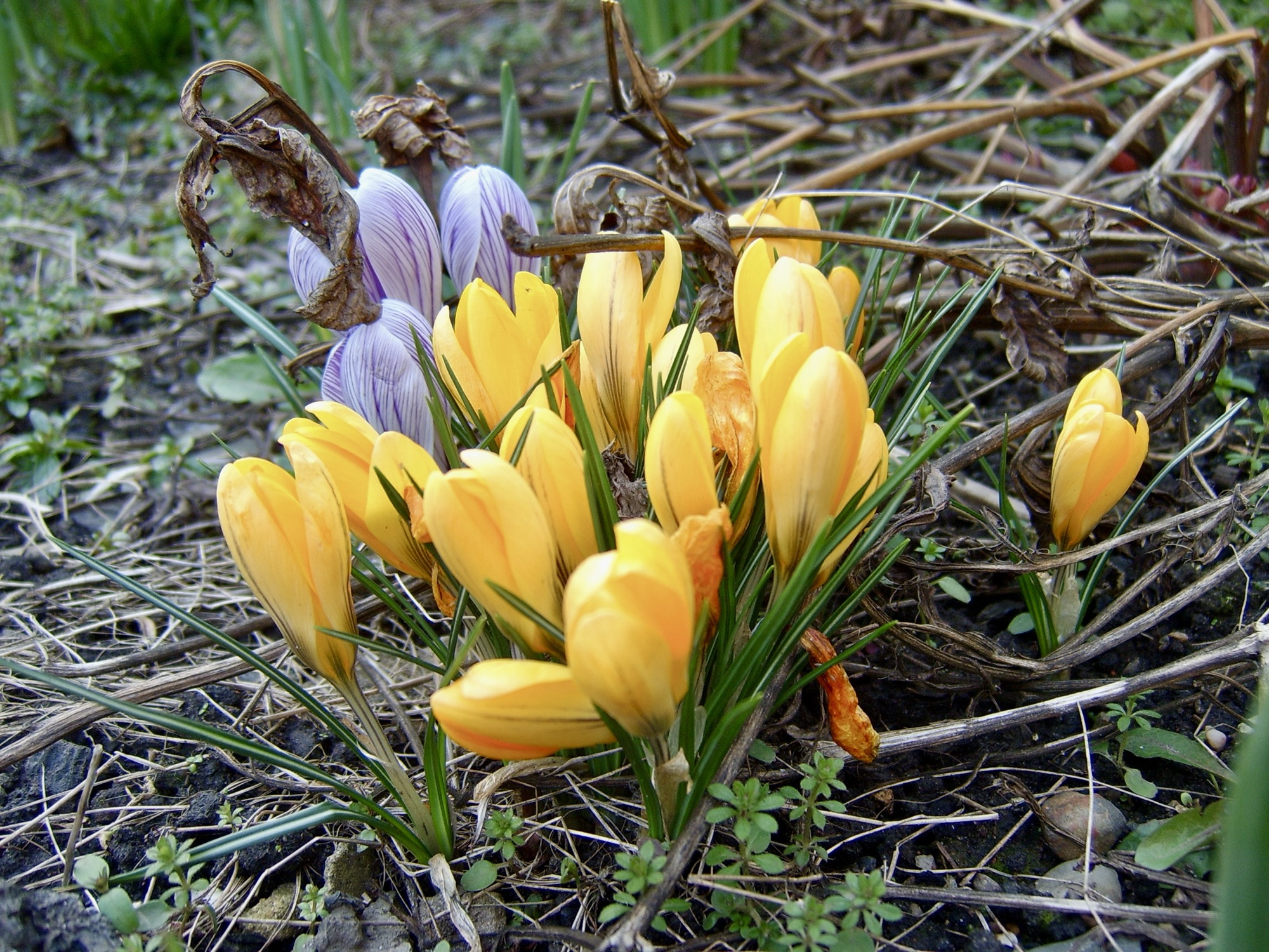 A photo of some crocuses, taken in March 2006