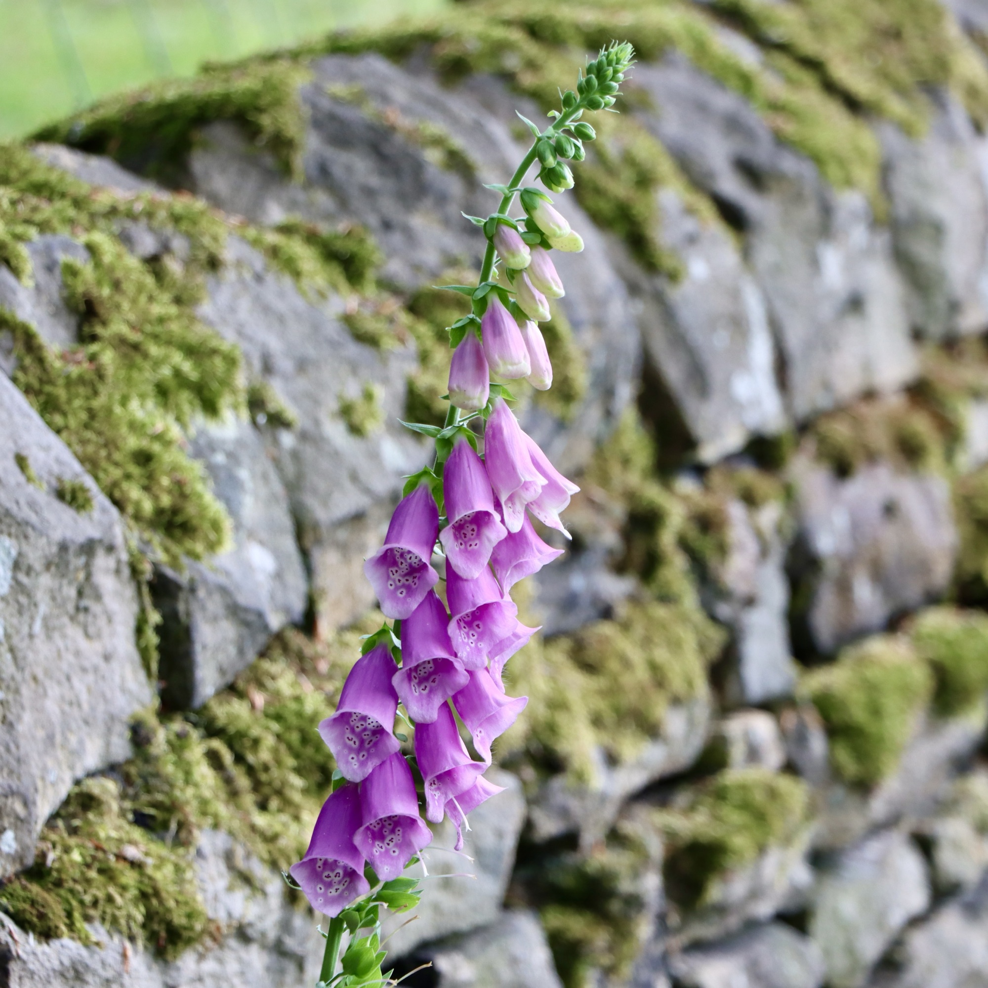 A photo of some bluebells against a moss-covered dry stone wall.