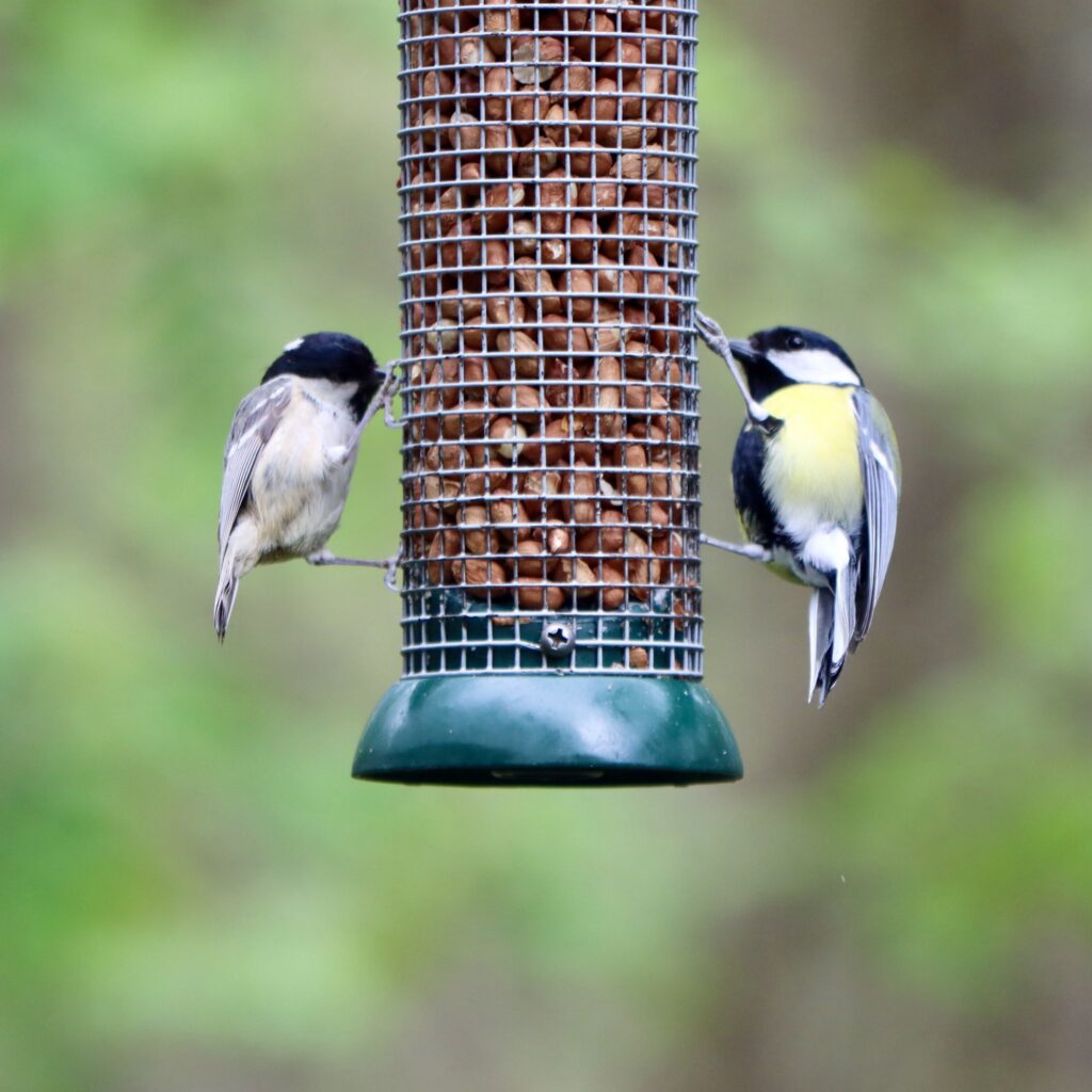 A coal tit and a great tit on a bird feeder at Cromwell Bottom nature reserve.