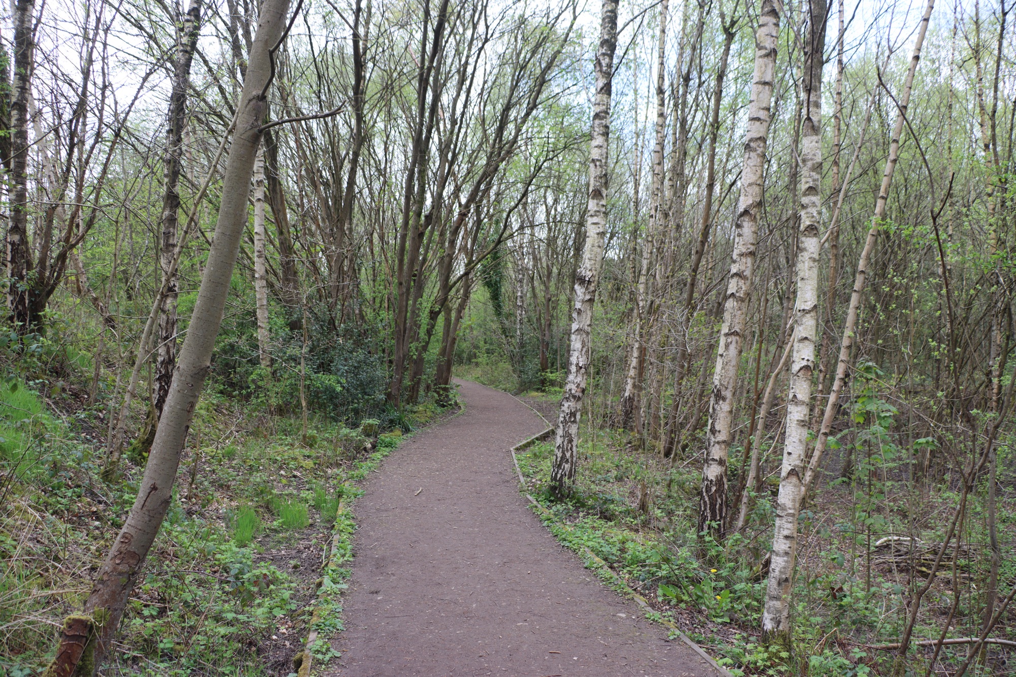 A photo of a footpath through some trees at Cromwell Bottom nature reserve