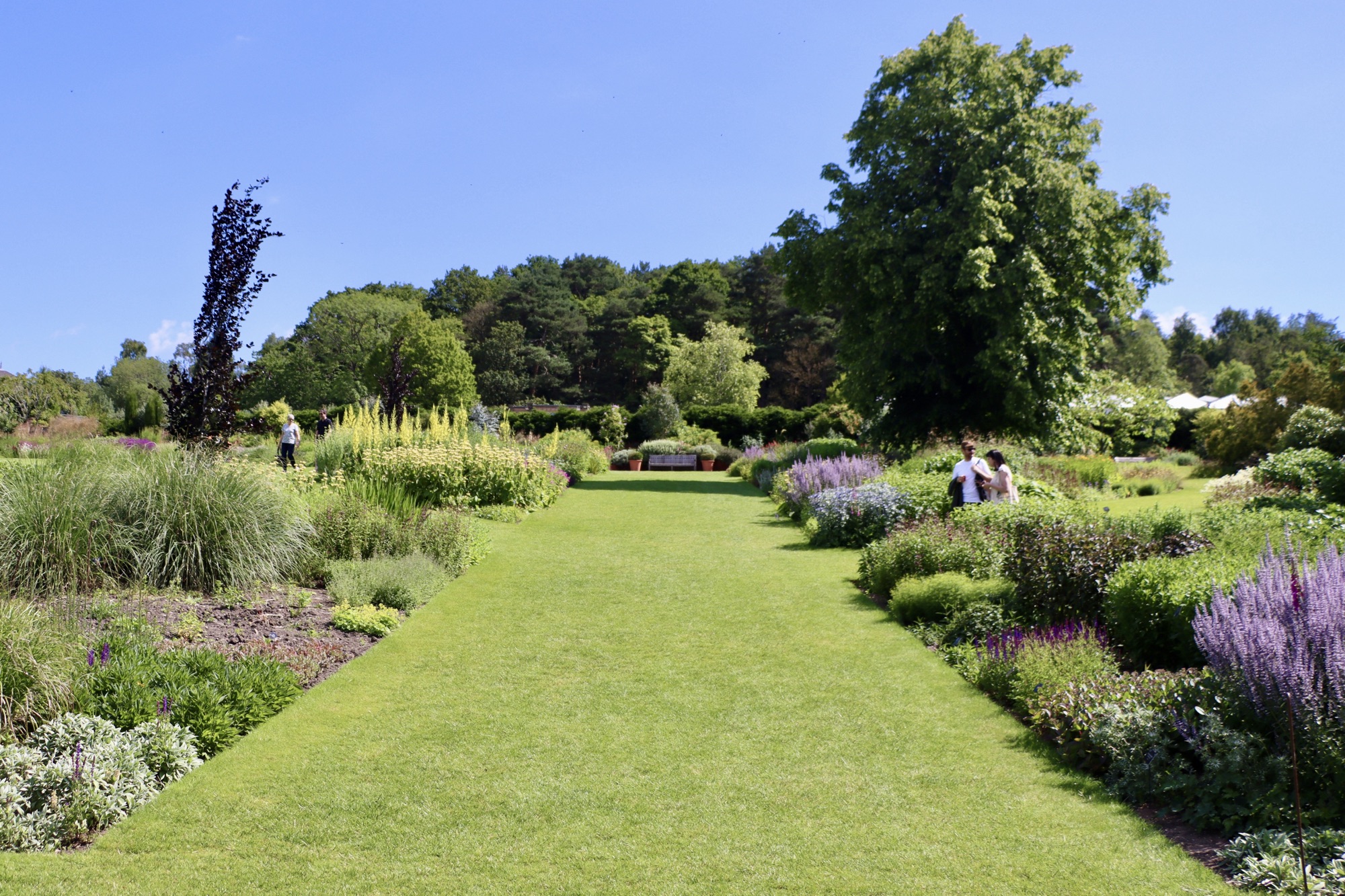 A photo of the main borders at the RHS garden at Harlow Carr
