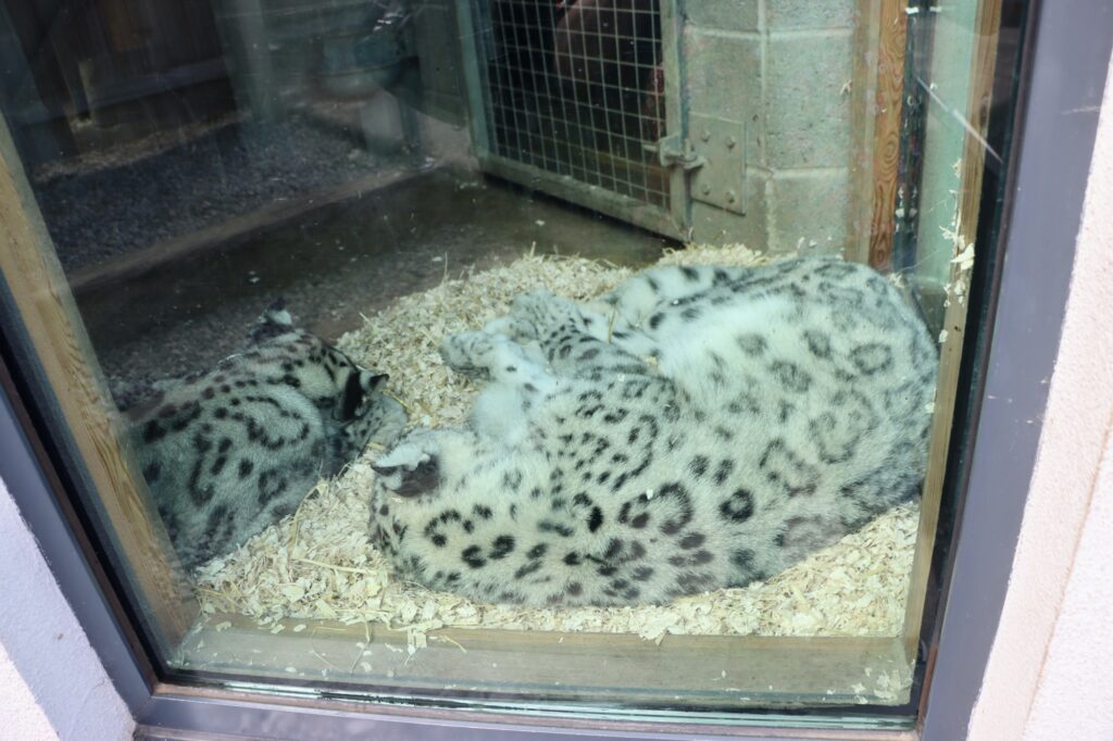 A photo of a pair of snow leopards, asleep, at the Welsh Mountain Zoo