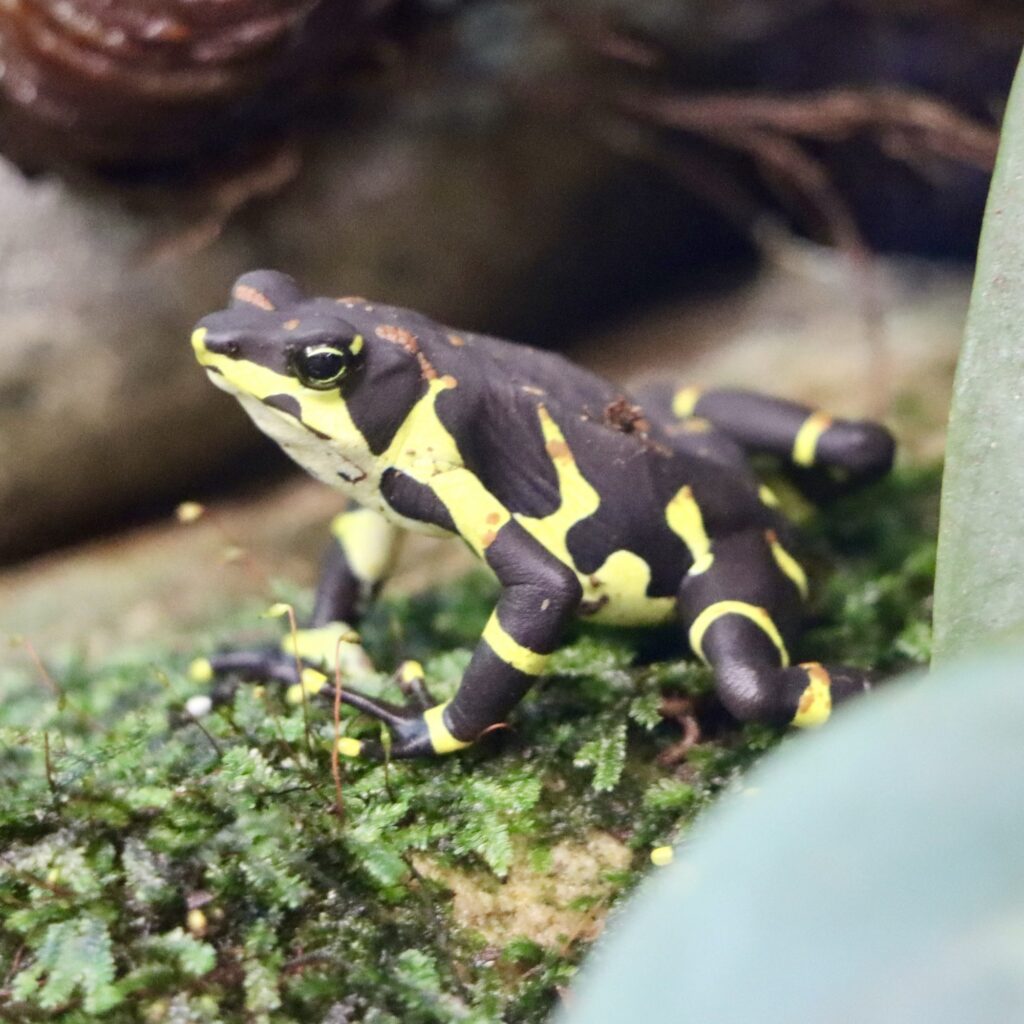 A photo of a Variable Harlequin Toad, one of the species of frogs at the Manchester Museum