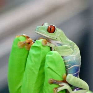 A photo of one of the red eyed leaf frogs at the Manchester Museum, being handled