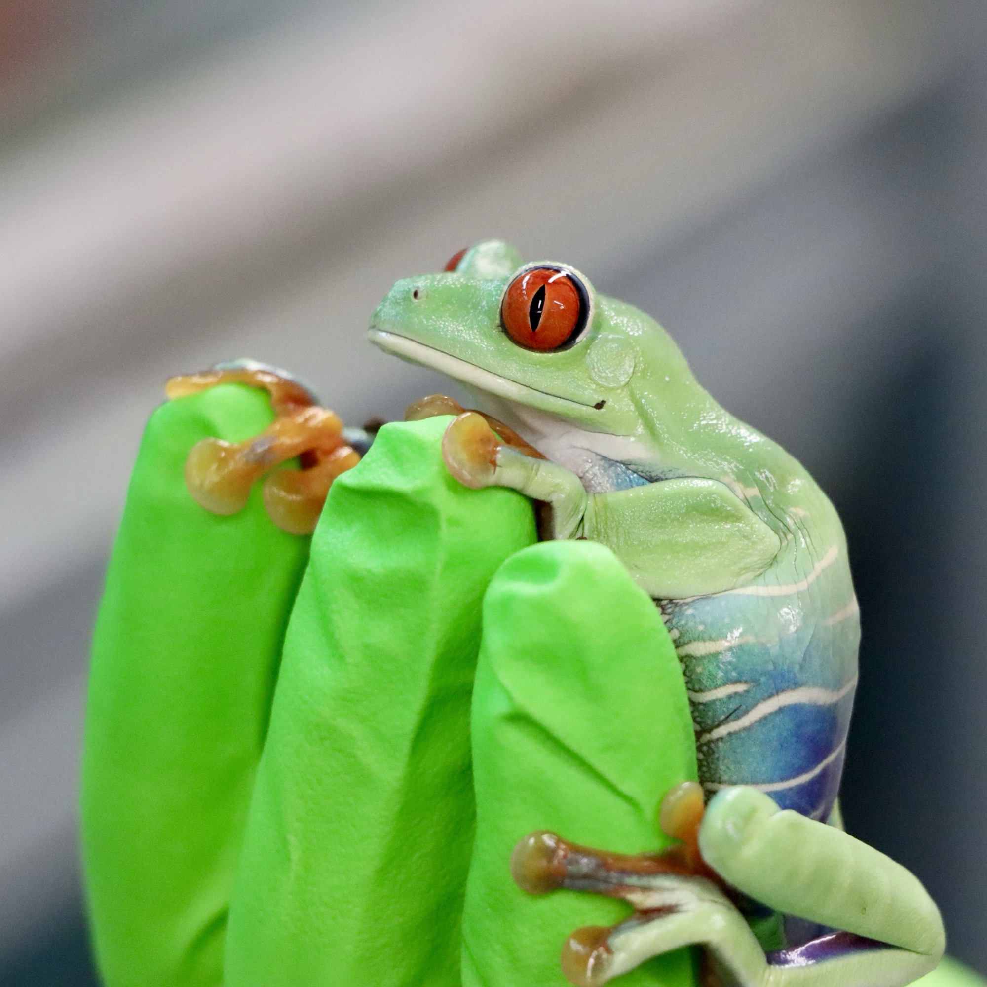 A photo of one of the red eyed leaf frogs at the Manchester Museum, being handled