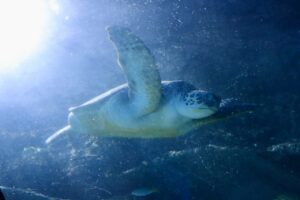 A photo of a sea turtle at the Manchester Sea Life Centre