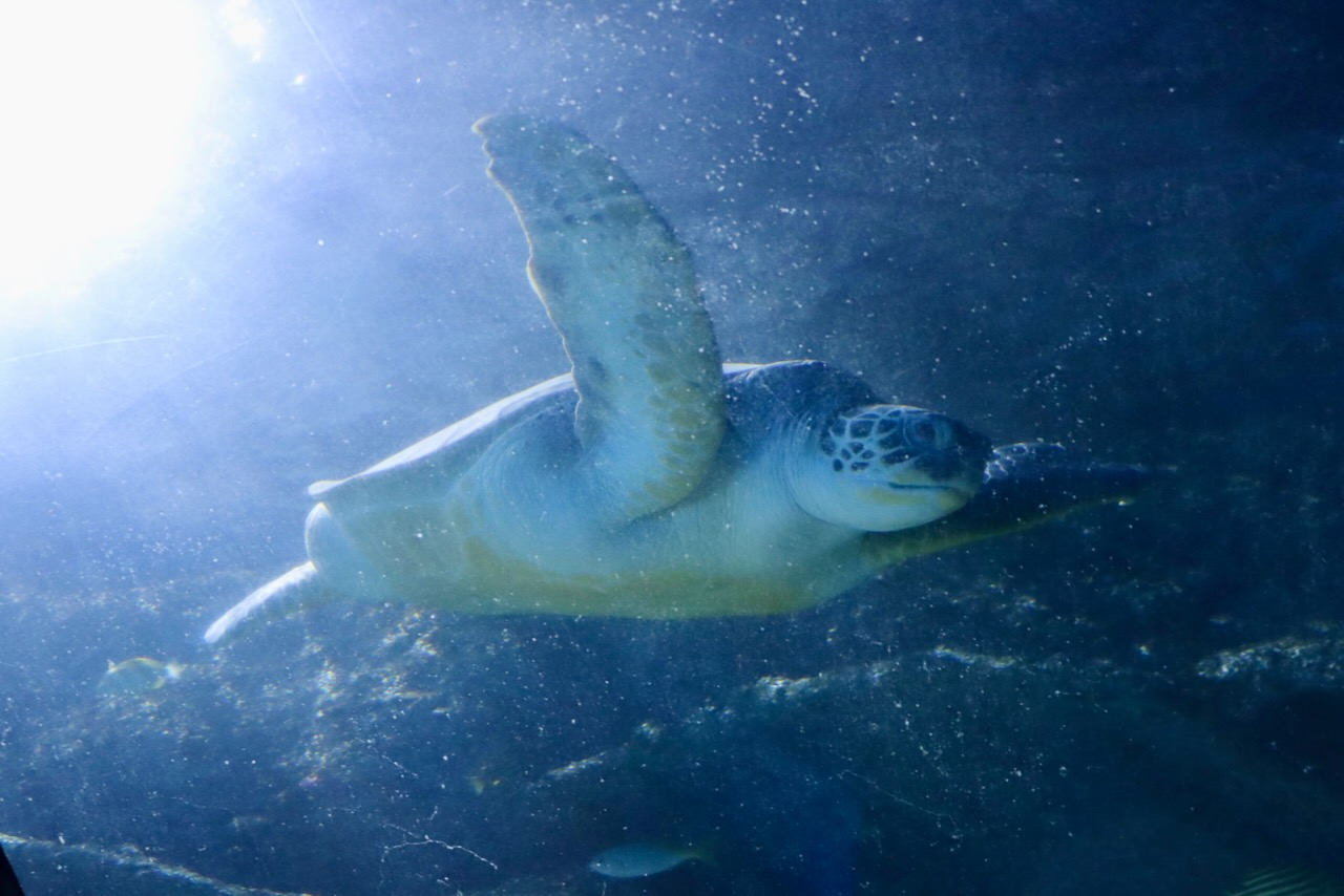 A photo of a sea turtle at the Manchester Sea Life Centre